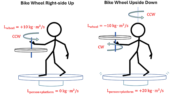 Two illustrations (before and after) are shown of a person holding a wheel on a rod.  The initial shows the bike wheel rotating Counterclockwise with L sub wheel = positive 10 kg meters squared per second, and the L sub person + platform = 0 kg meters squared per second.  The second illustration shows the wheel flipped, now L sub wheel is negative 10 kg meters squared per second and the rotation Clockwise.  A counterclockwise vector is now shown above the person, and L sub person + platform = positive 20 kg meters squared per second.