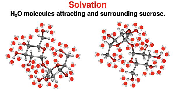 Two diagrams of sucrose molecules being surrounded by H2O molecules oriented to maximize intermolecular forces and lead to solvation.