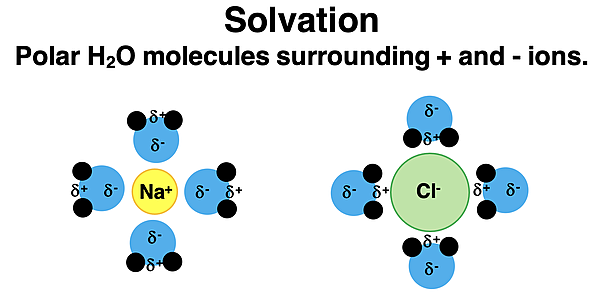 Particle diagram showing the solvation of the ions of NaCl by several water molecules.